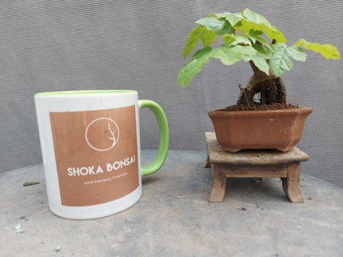 Chunky mame field maple acer - chunky,