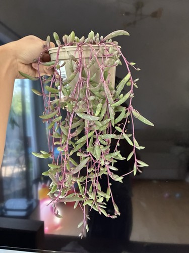 Ruby necklace plant - necklace,