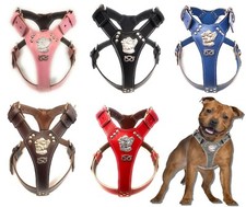 Staffy Leather Harness with