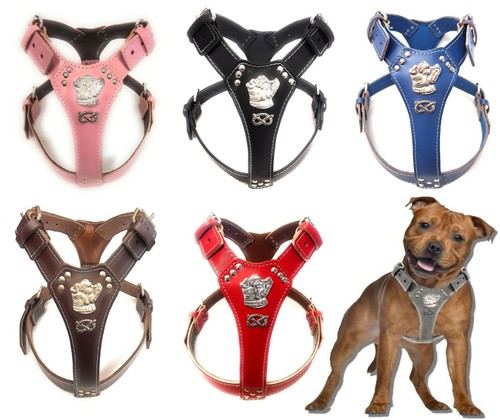 Staffy leather harness with - leather,
