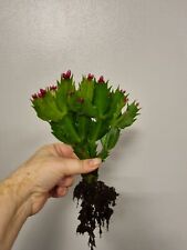 Christmas Cactus | Thanksgiving cactus | Schlumbergera | sent bare rooted