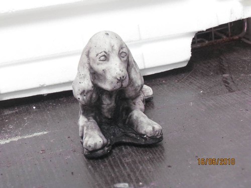 Spaniel lying down concrete - lying,
