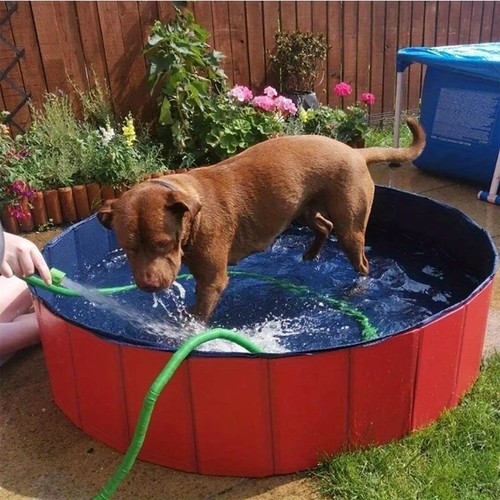 Large pet bath dog swimming - xx-large,