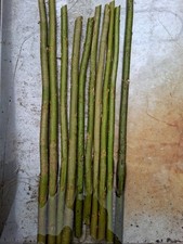 300x Premium A1 Fast Growing hybrid White Willow Hybrid Cuttings 25cm Highland 