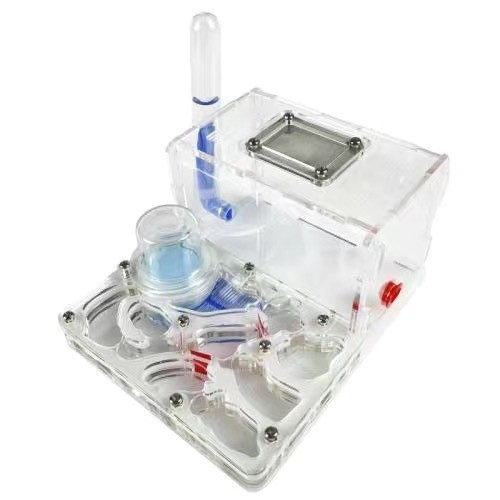 Diy acryl mini ant farm - ant,