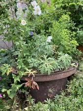 Antique Cast Iron Cauldron