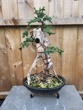 )Tanuki Needle Juniper Bonsai