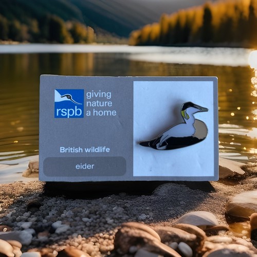 Rspb pin badge eider on - eider,