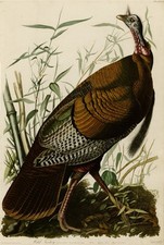 Wild Turkey, John J Audubon