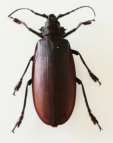 Titanus giganteus titan - titanus,