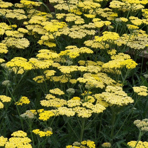 Achillea sassy summer - sassy, lemon