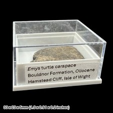 Emys Turtle Carapace Fossil