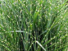 Miscanthus sinensis Zebrinus Perennial Tall Zebra Elephant Grass 3L Pot Exotic