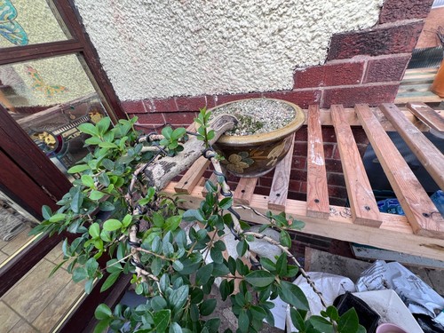 Bonsai cascade privet - bonsai,