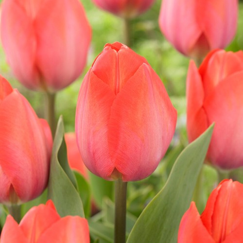 Garden state bulb - garden,