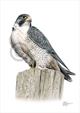 Peregrine Falcon | colour pencil drawing print | signed artwork | 2 sizes | bird
