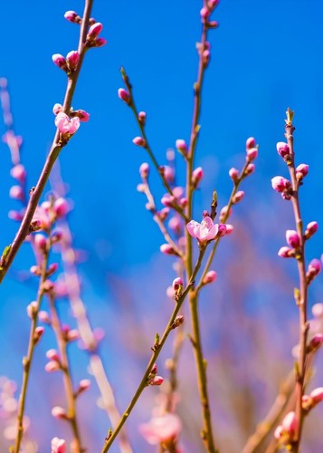 Blooming tree branches - blooming,