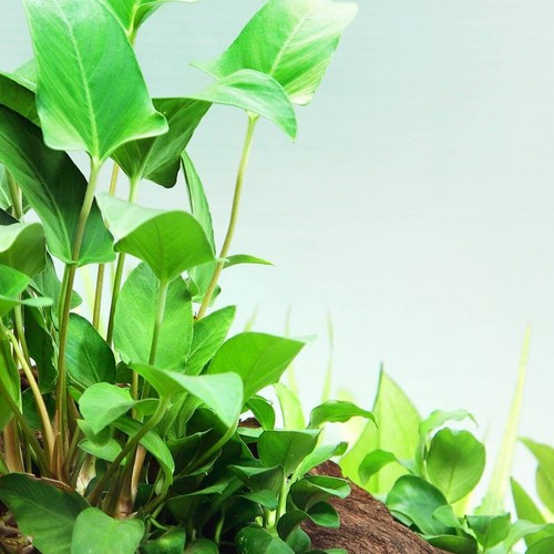 Anubias gracilis large live - anubias,