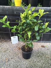Citrus Kaffir Lime 60-70cm tree 20cm pot - Great for Thai Cooking