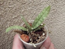 Paphiopedilum sukhakulii