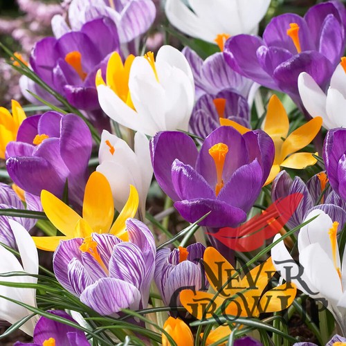 Large flowering crocus mixed - crocus,