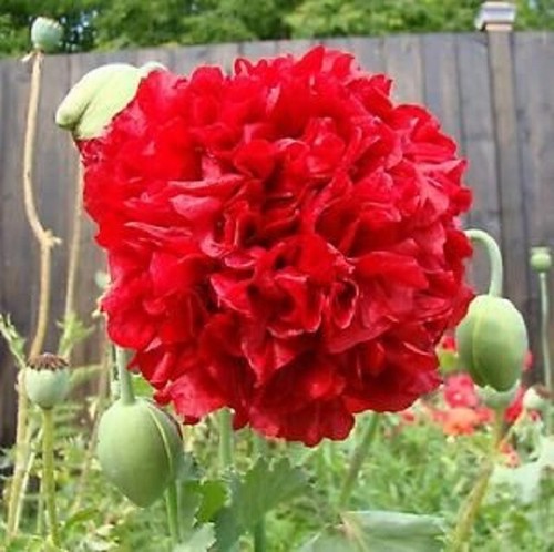 Poppy double red - red, scarlet