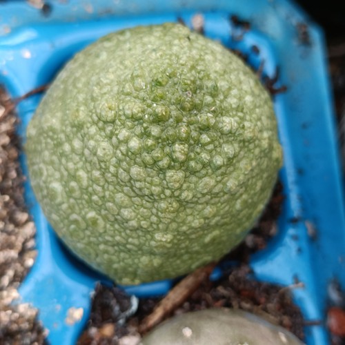 Pseudolithos cubiformis rare