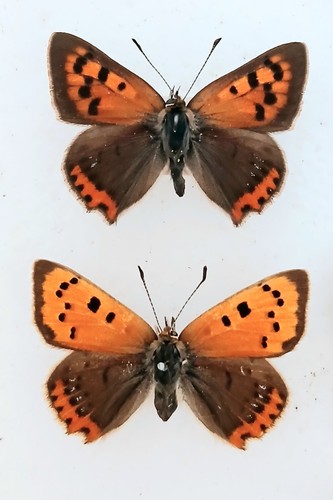 Small copper lycaena - small,