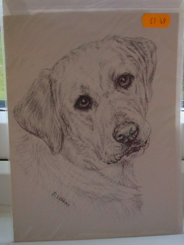 Lovely yellow labrador - yellow,