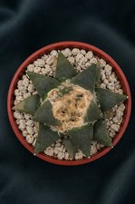 Ariocarpus retusus 13cm –