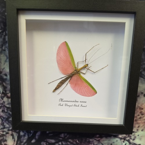 Pink winged stick - winged, insect