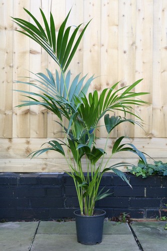 Large kentia palm howea - kentia, (howea