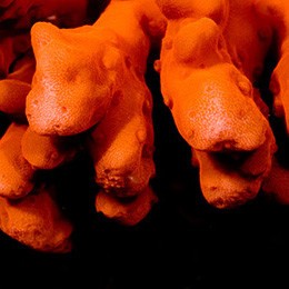 Aquacultured orange setosa - aquacultured,