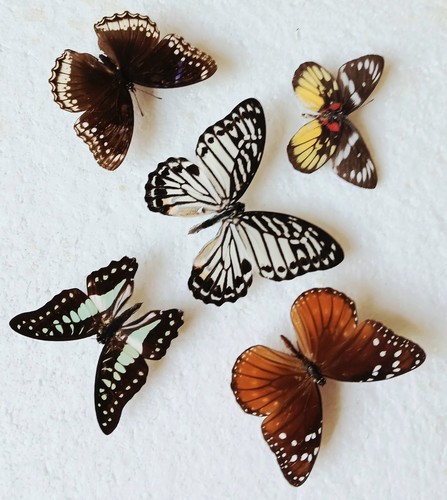Butterfly collection set - ,