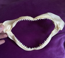 Genuine Shark Jaw Taxidermy