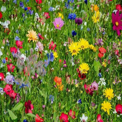 100g wild flower seeds - flower,