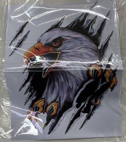 Bald eagle head - bald,