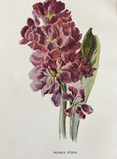 Antique Print Double Stock