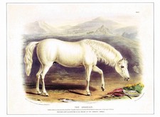 Arab Arabian Horse Vintage Animal Print W. Nicholson Old Picture 1991 CNHPM#51