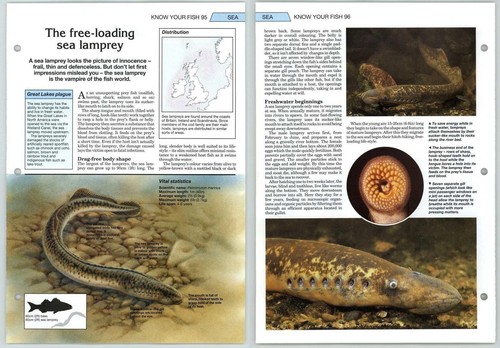 Sea lamprey - sea,