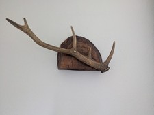 Vintage deer antlers - deer,
