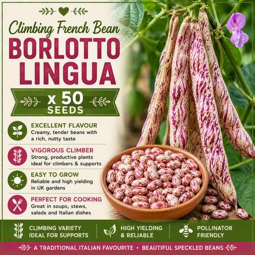 Climbing french bean - 🇬🇧,