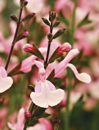 Salvia lara perennial plant - salvia,