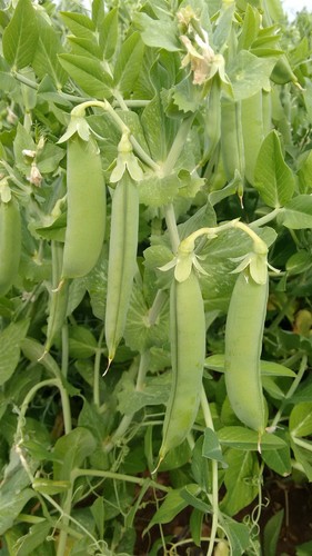 Vegetable pea terrain - pea,