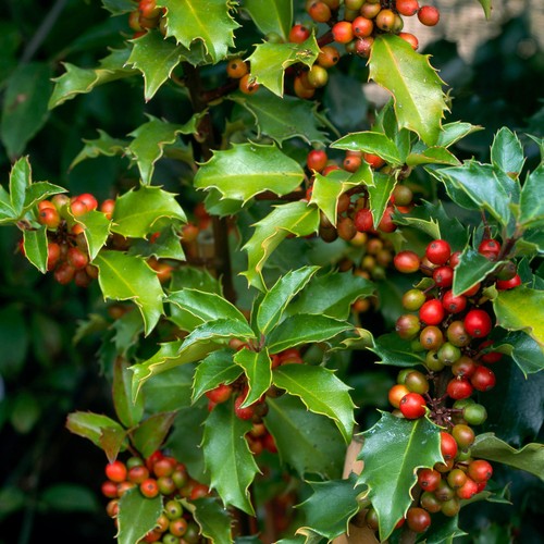 Ilex blue princess - princess, evergreen