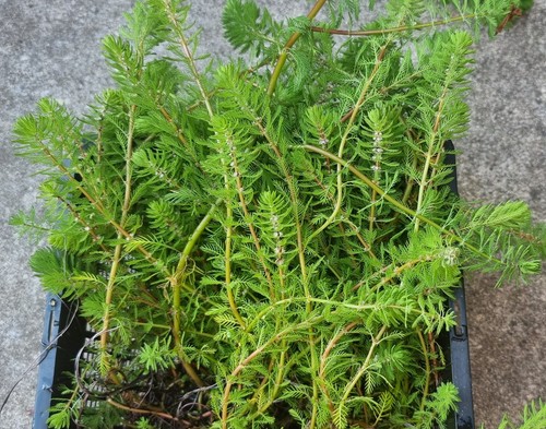 Red stem parrot feather - stem,