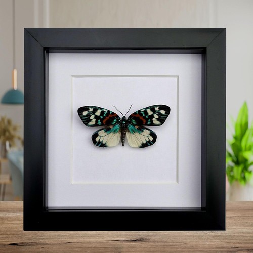 Framed erasmia pulchella - framed,
