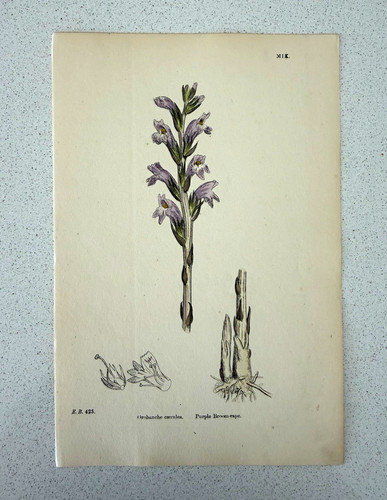 Antique botanical print - antique,