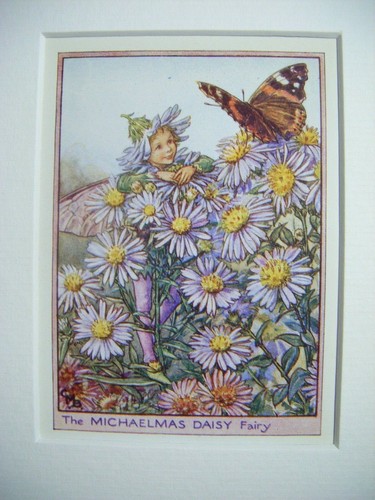 Vintage flower fairies - vintage,