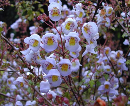Jovellana violacea unusual - jovellana, violacea,..unusual